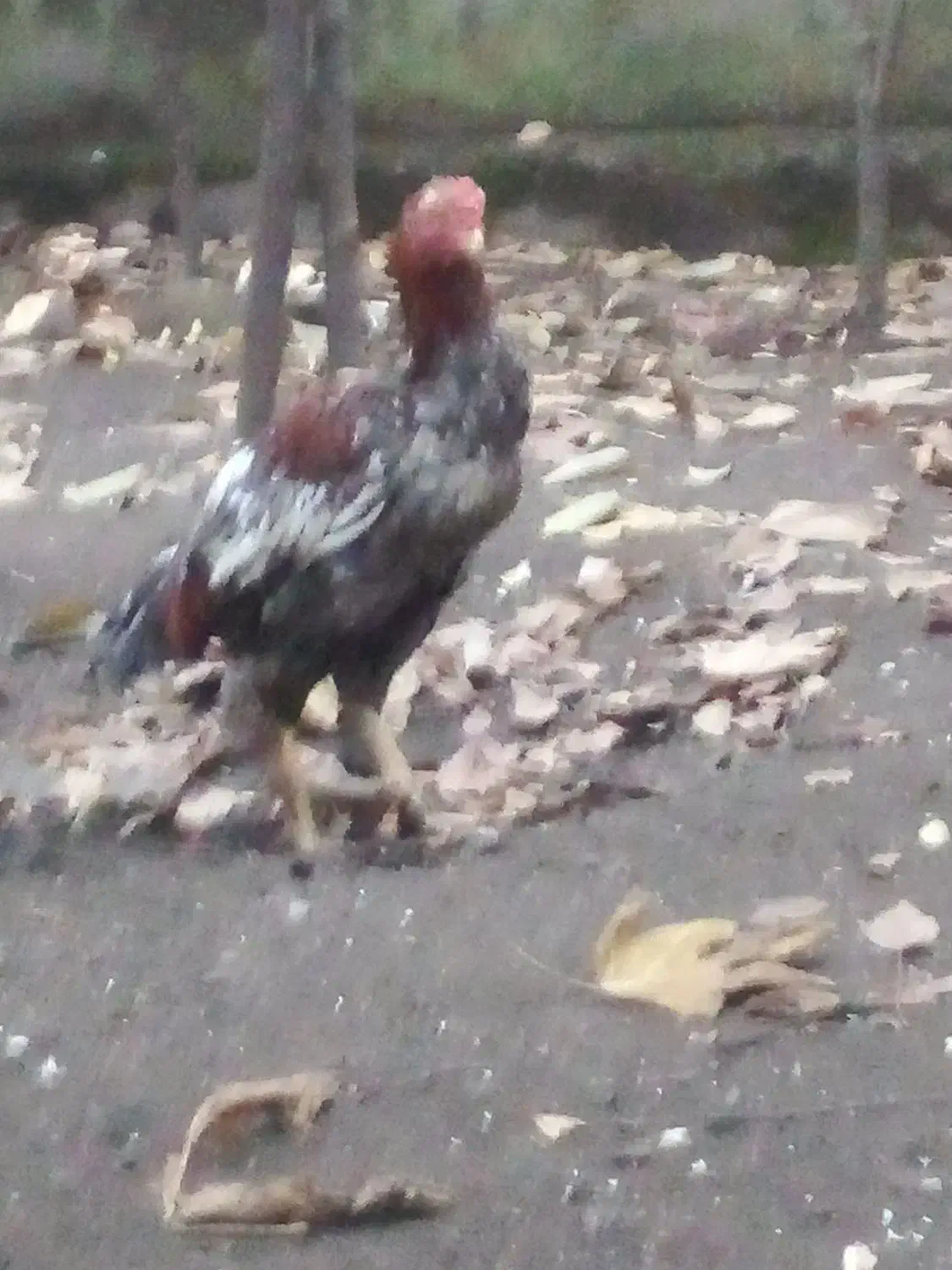 خروس لاری|حیوانات مزرعه|لوندویل, |دیوار