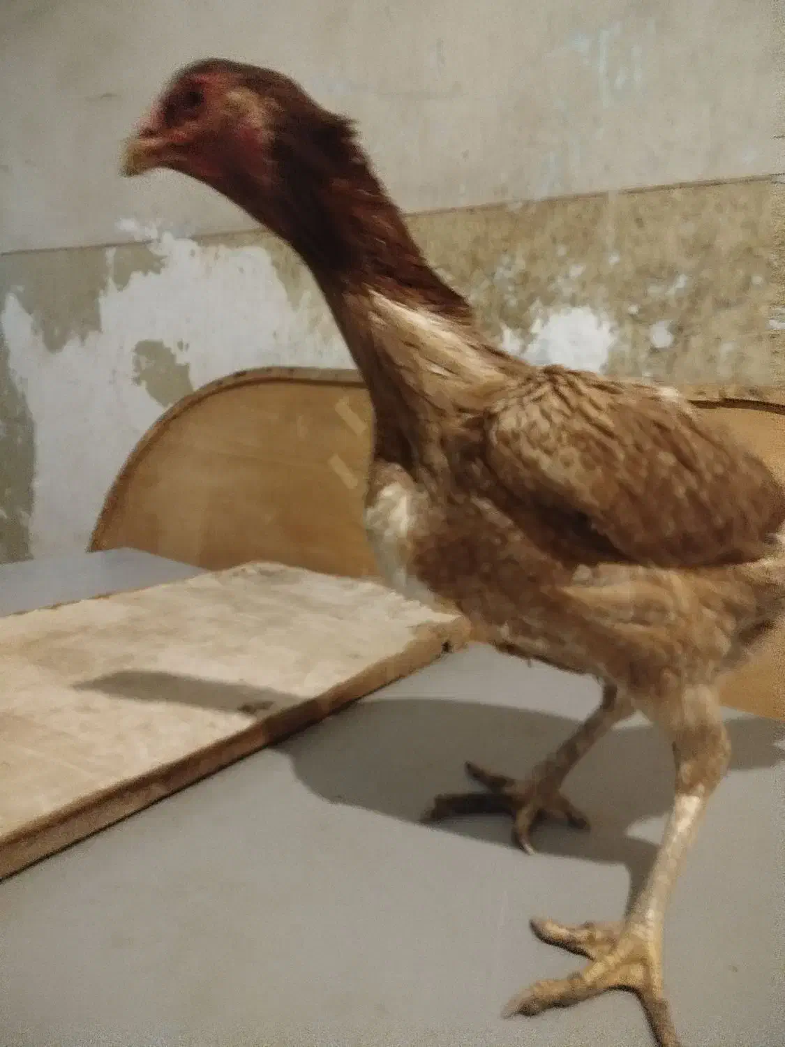 جوجه خروس لاری|حیوانات مزرعه|پیشوا, |دیوار