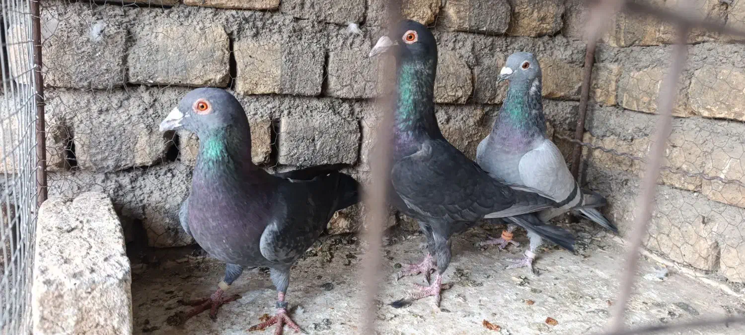 کفتر|پرنده|مشهد, امیرآباد|دیوار