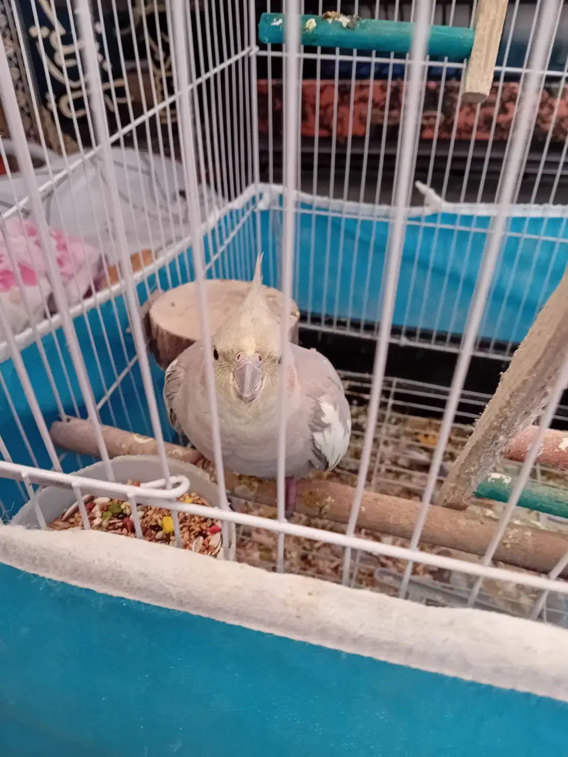 یک جفت عروس هلندی نرو ماده باقفس لونه|پرنده|اراک, |دیوار