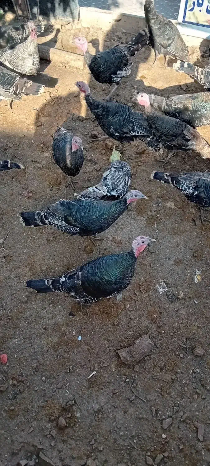 5عدد بوقلمون ماده|حیوانات مزرعه|هرسین, |دیوار