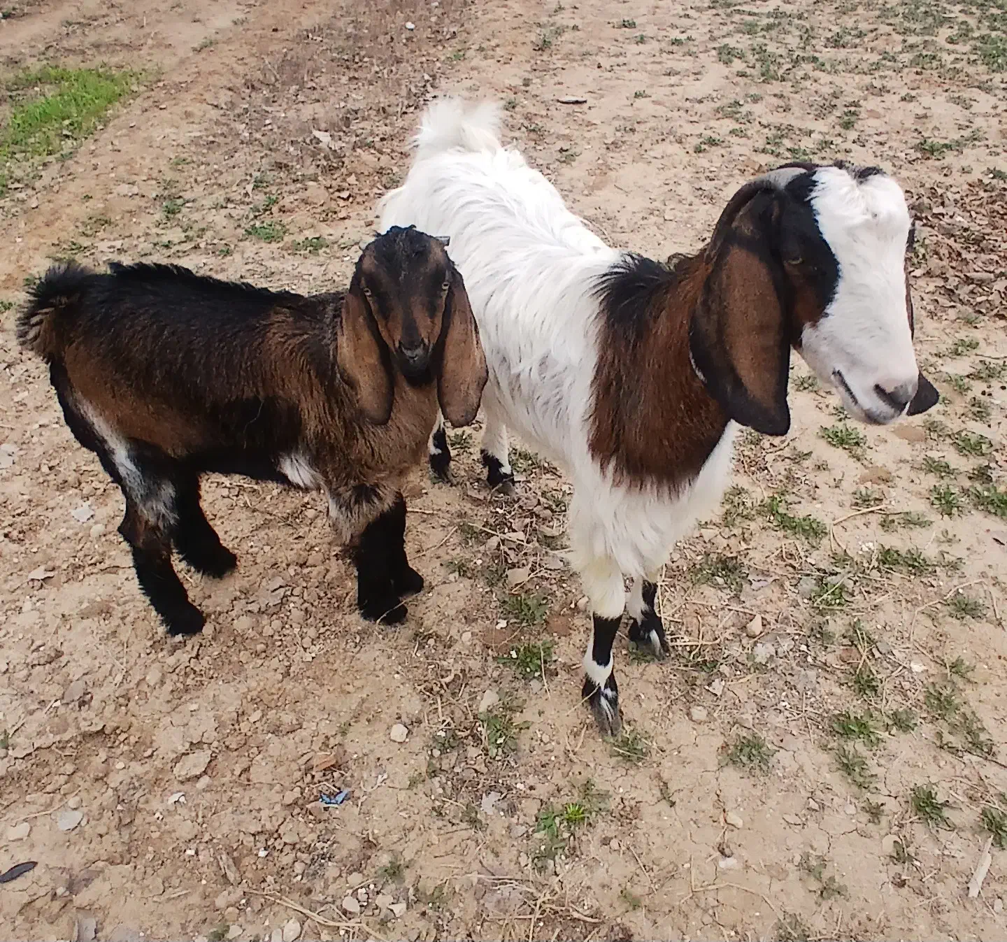 بزنر برای نگهداری نسل کشی عالی|حیوانات مزرعه|بجنورد, |دیوار