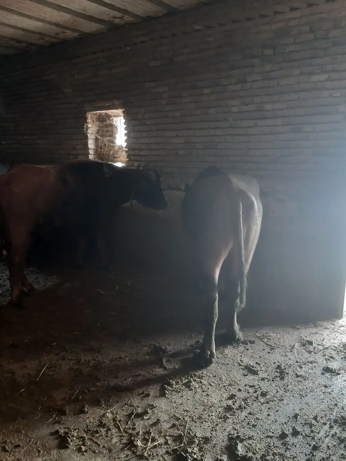 گاومیش ماده جریک|حیوانات مزرعه|نیر (اردبیل), |دیوار