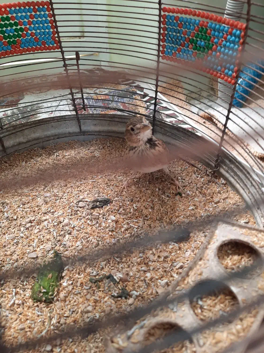 فروش|پرنده|خورموج, |دیوار