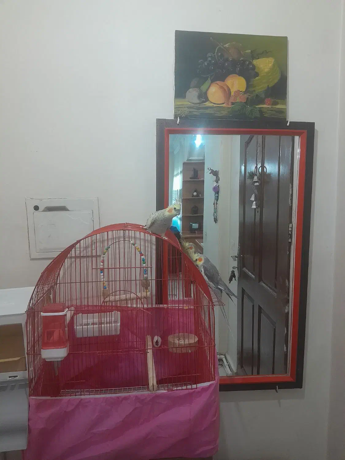 پرنده نرو وماده|پرنده|پرند, فاز ۲|دیوار