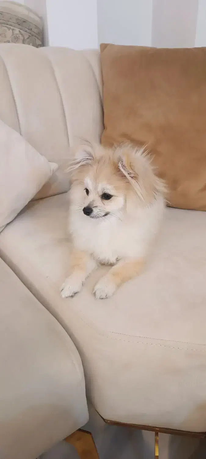 واگذاری پامر میکس غیر رایگان|سگ|مشهد, ویلاشهر|دیوار