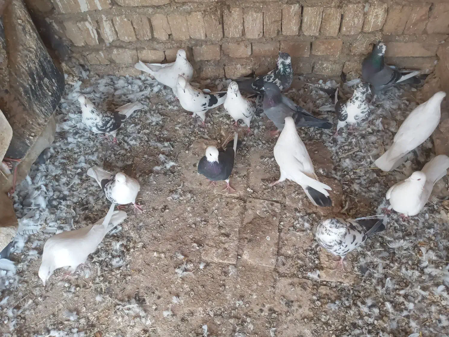کبوتر‌|پرنده|جوادآباد, |دیوار