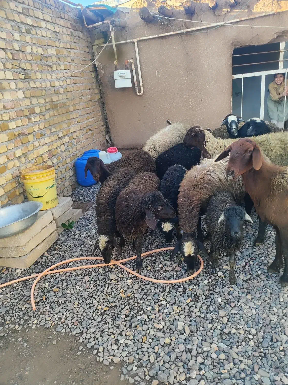 میش وشیشک|حیوانات مزرعه|قزوین, |دیوار