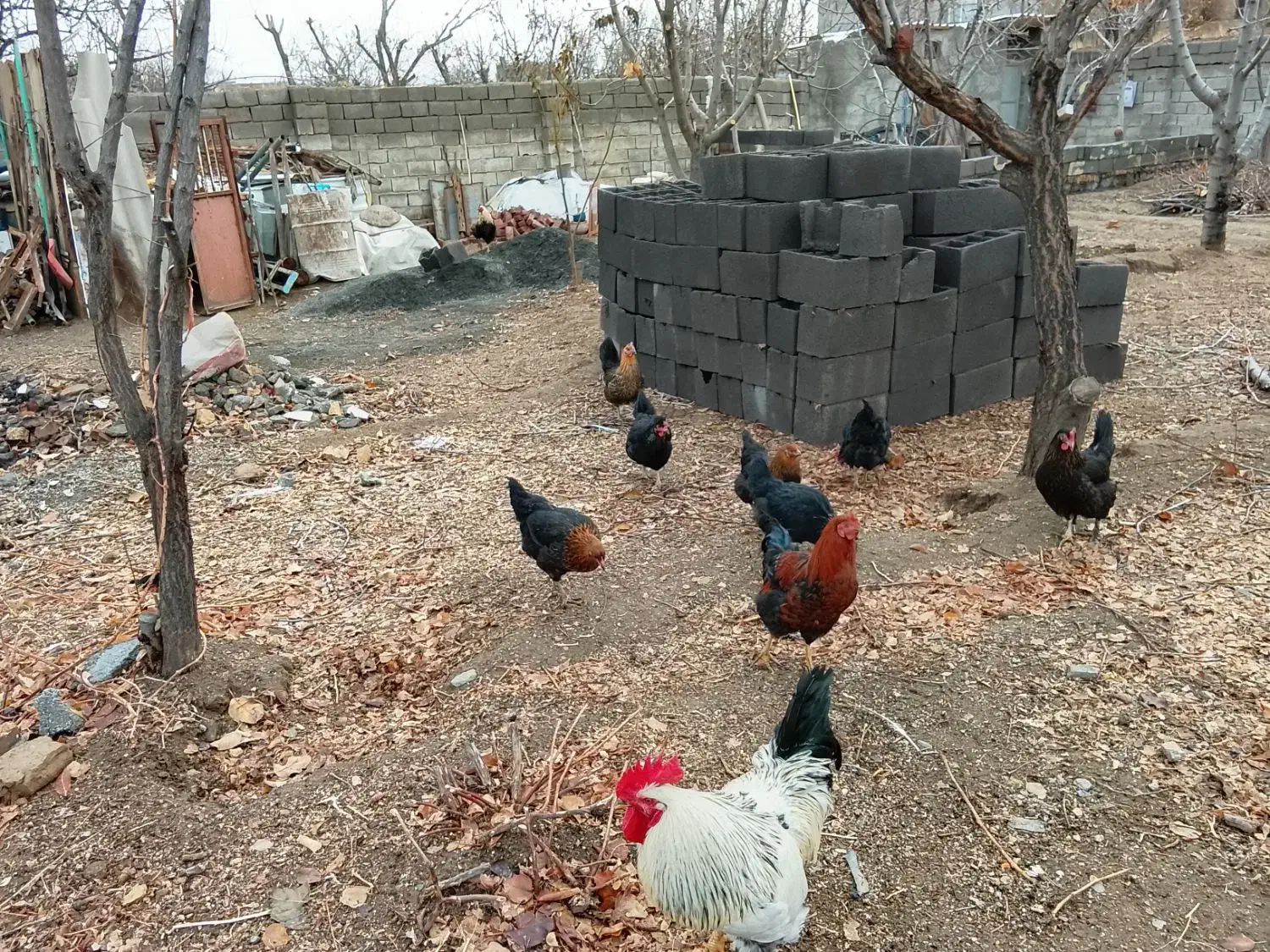 بوقلمون ماده 3جوان سرحال|حیوانات مزرعه|تویسرکان, |دیوار