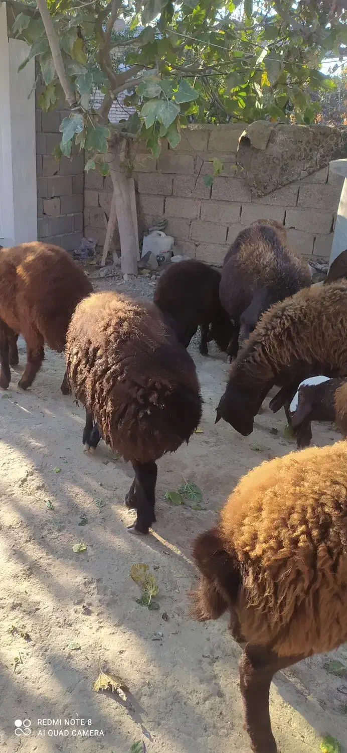 نر بره افشاری وکردستانی|حیوانات مزرعه|انبارآلوم, |دیوار