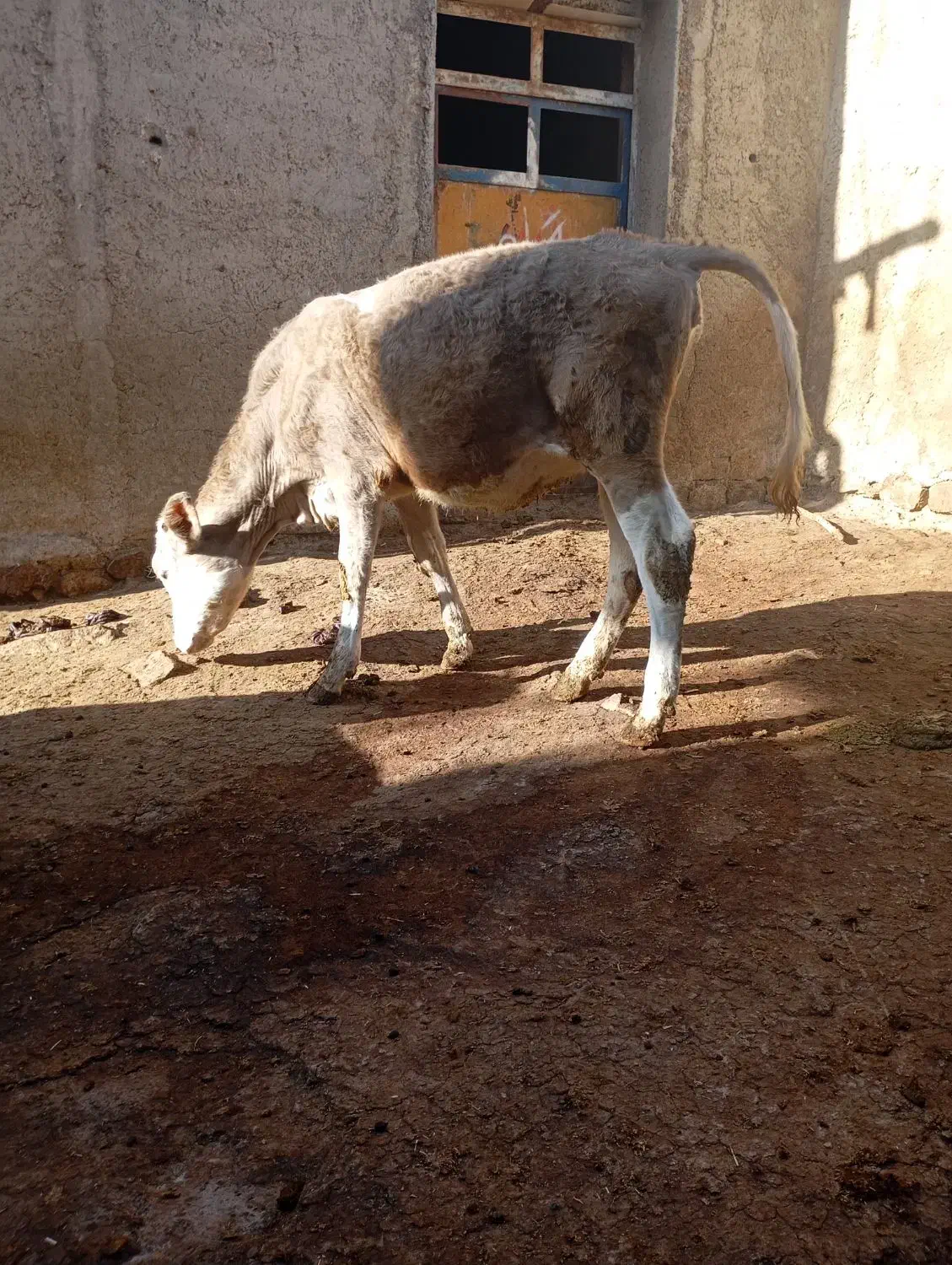 گوساله|حیوانات مزرعه|حسین آباد, |دیوار