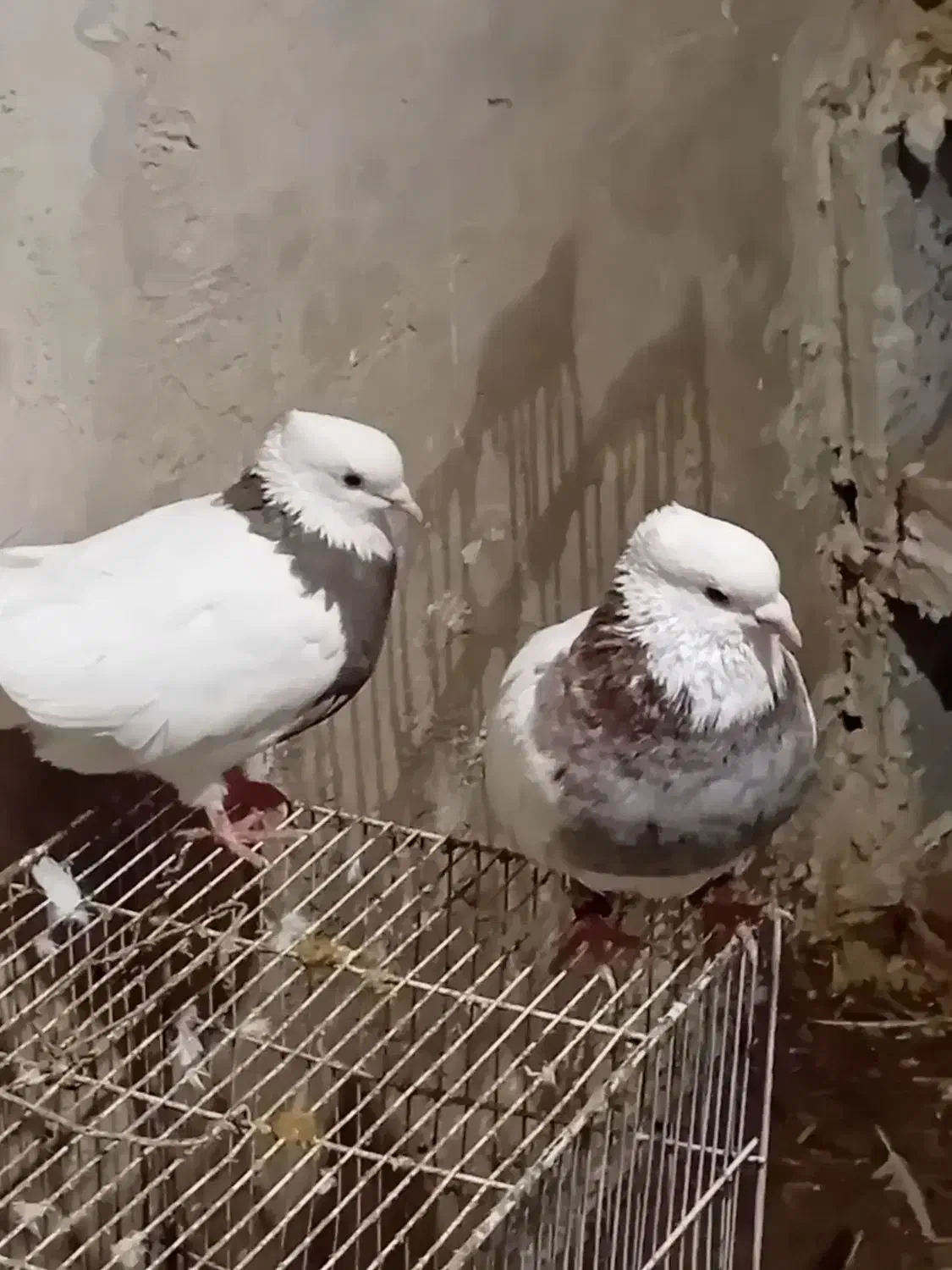 کفتر|پرنده|تربت‌حیدریه, حاجی یار‎|دیوار