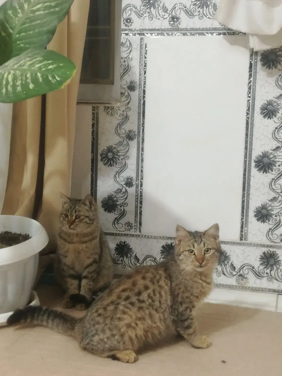 گربه خانگی|گربه|شیراز, کیان آباد|دیوار