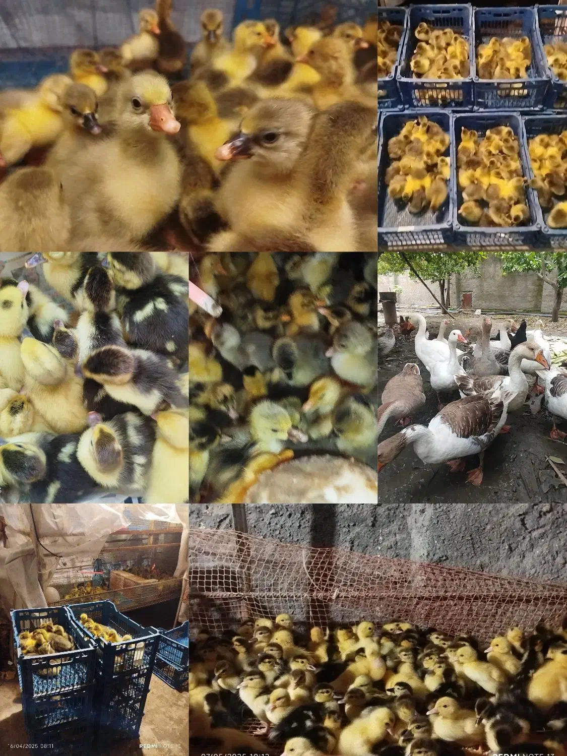 فروش جوجه غاز و اردک خارجی|حیوانات مزرعه|قائم‌شهر, |دیوار