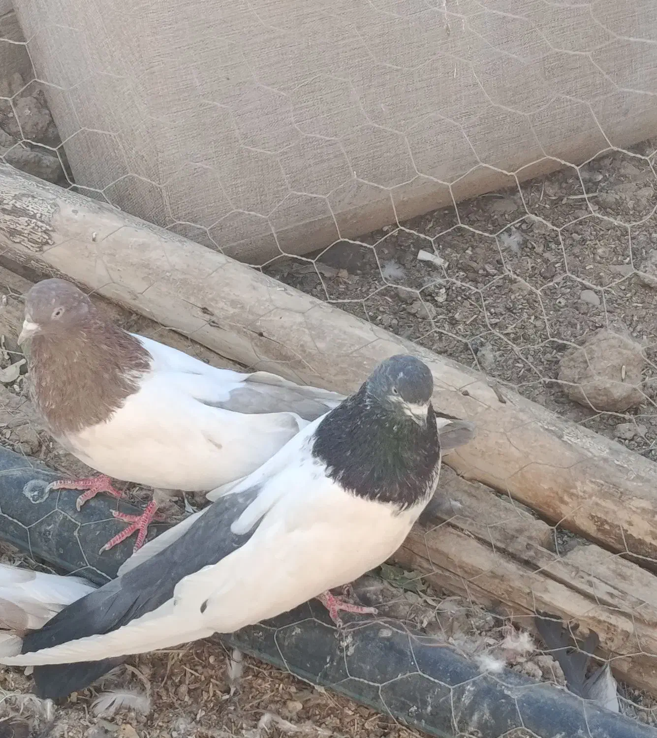 کبوتر کله دمسبز نر و ۱۲عدد جوجه|پرنده|کبودرآهنگ, |دیوار