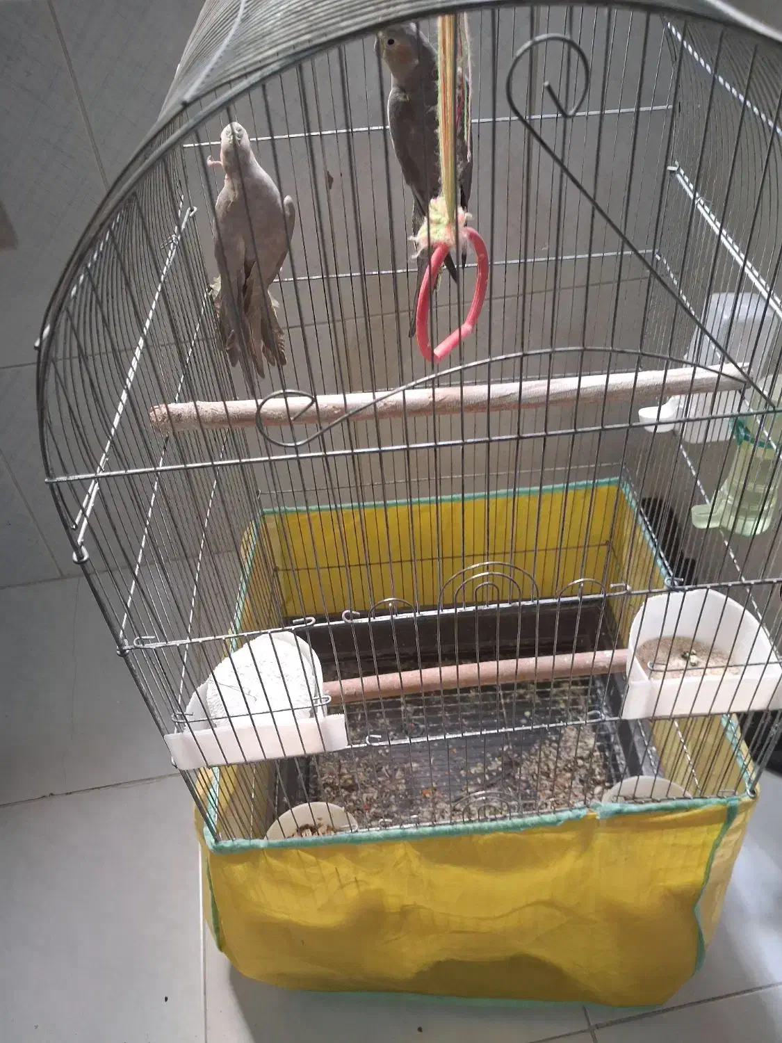 دوعدد عروس هلندی|پرنده|گرگان, |دیوار