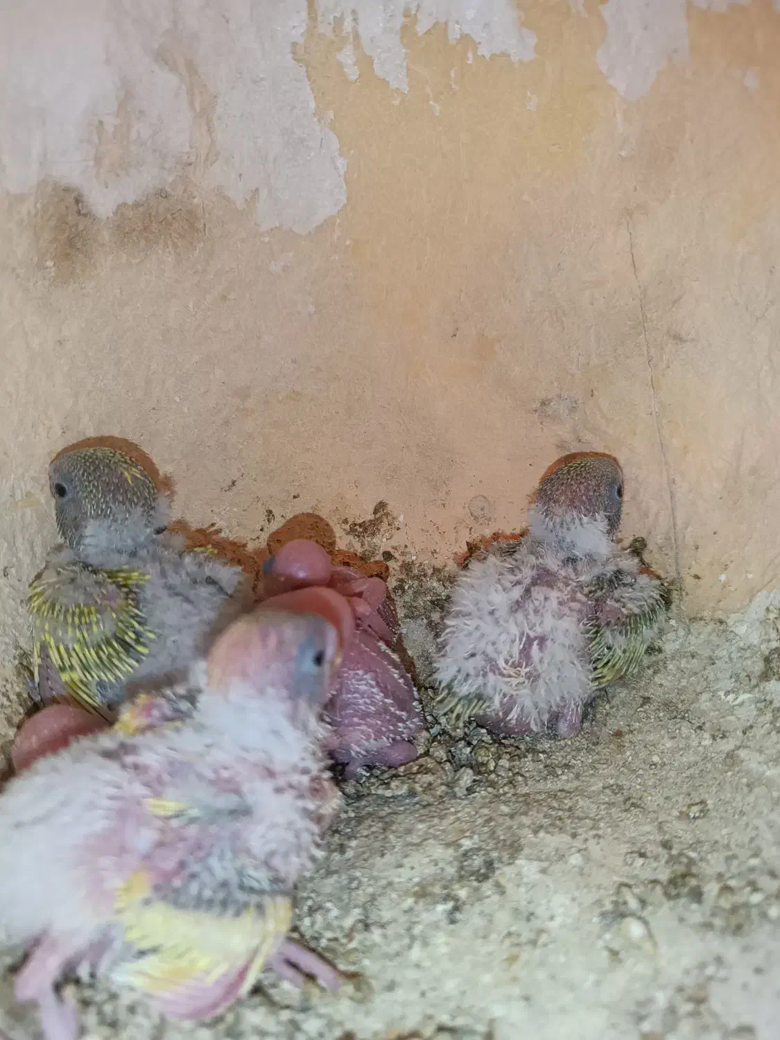 جوجه مرغ عشق سرلاکی|پرنده|سراوان, |دیوار