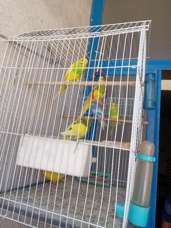 مرغ عشق|پرنده|شهر ری, شهرک نظامی|دیوار