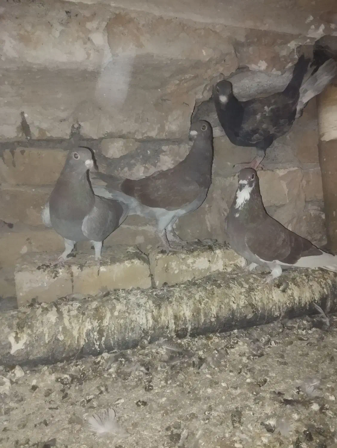 ۴ تا جوجه جوانه|پرنده|تربتحیدریه, ترمینال|دیوار