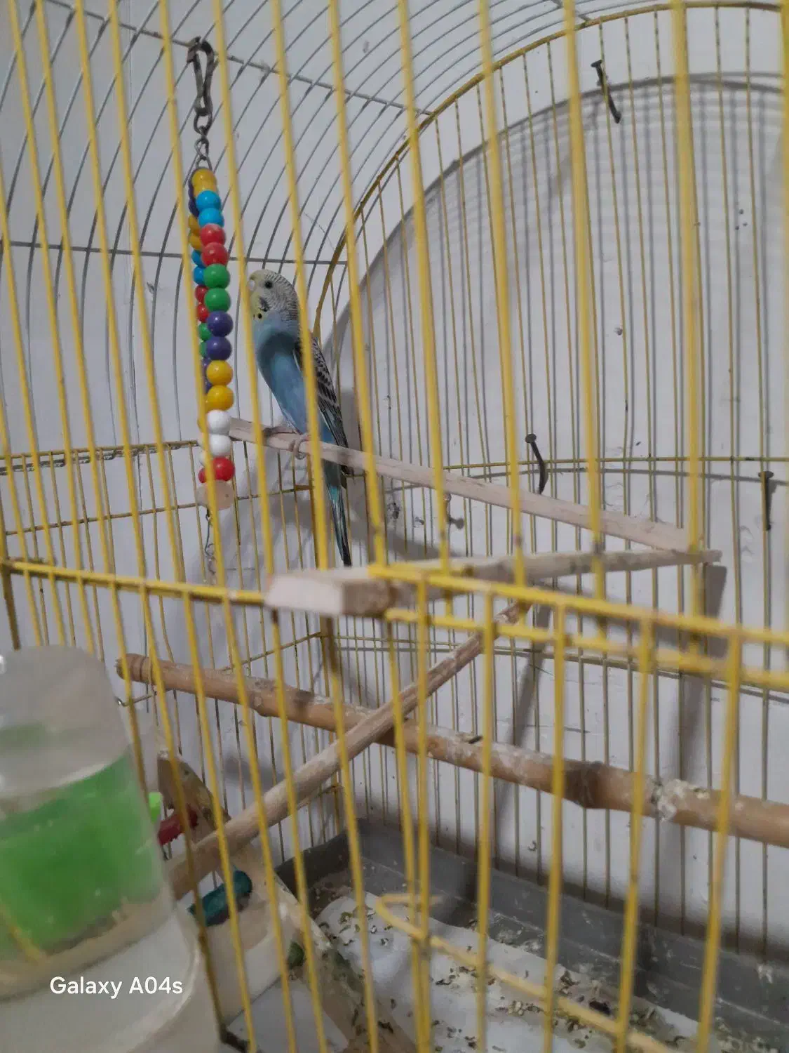 مرغ عشق|پرنده|گوراب زرمیخ, |دیوار