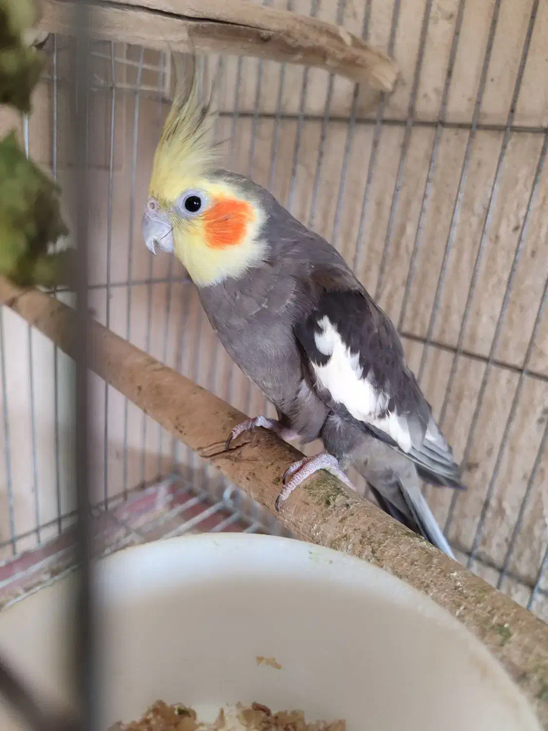 جفت عروس هلندی کارداده|پرنده|یزد, |دیوار