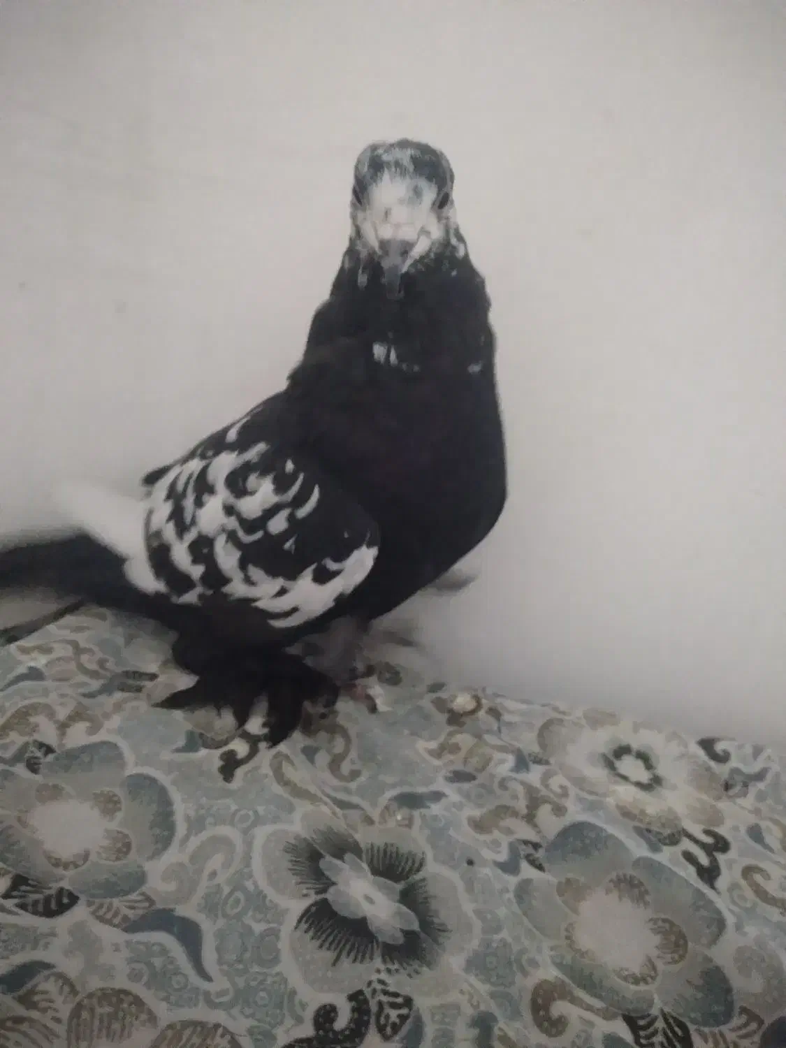 کبوتر قفه|پرنده|اهر, |دیوار