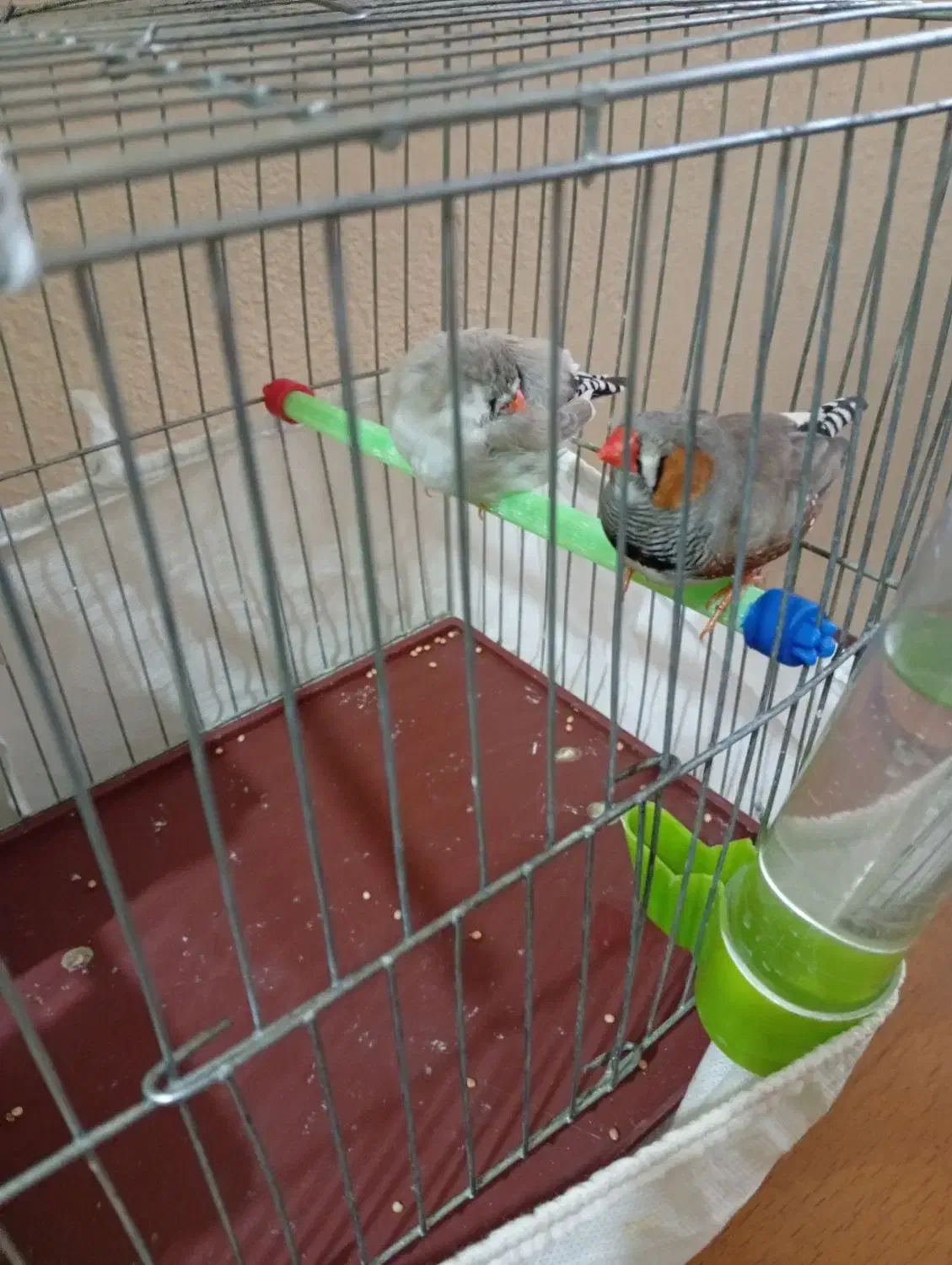 فنچ|پرنده|بندرعباس, |دیوار