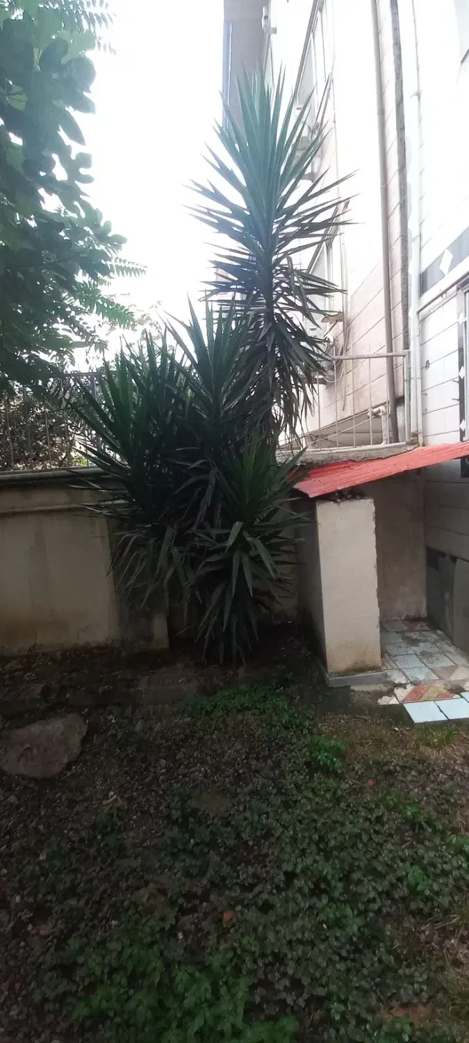 فروش گل|گل و گیاه طبیعی|ماسال, |دیوار