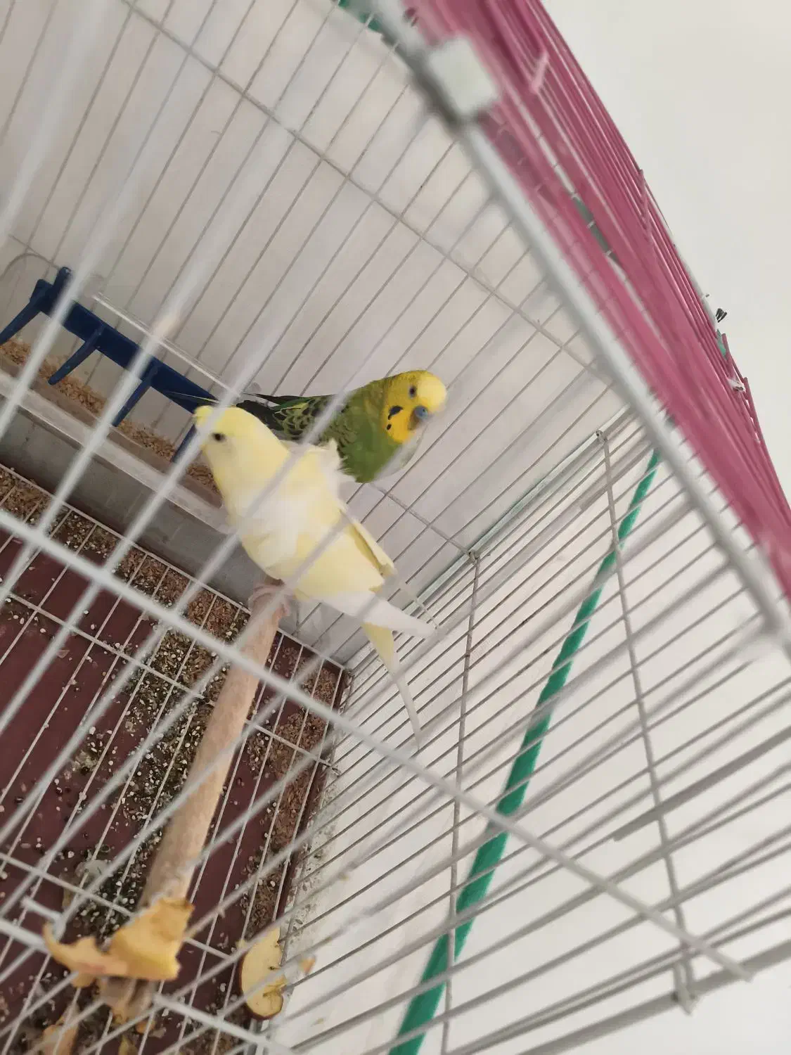 یک جفت مرغ عشق|پرنده|ایلام, |دیوار