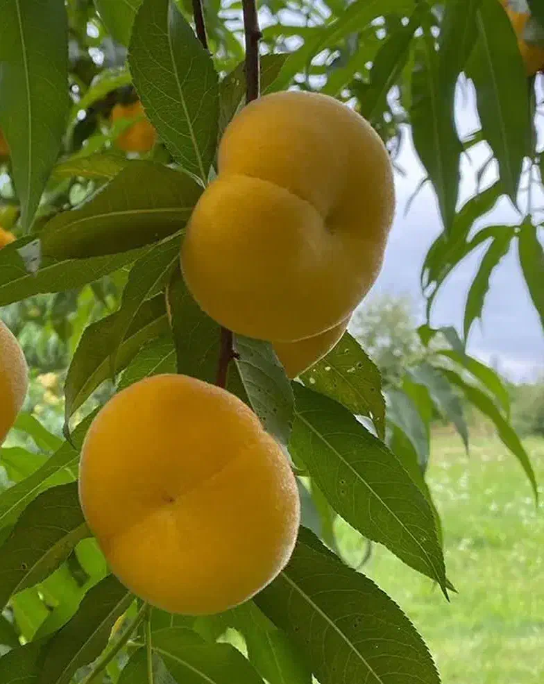 فروش نهال انجیر عسلی|خدمات باغبانی و درختکاری|جاجرود, |دیوار