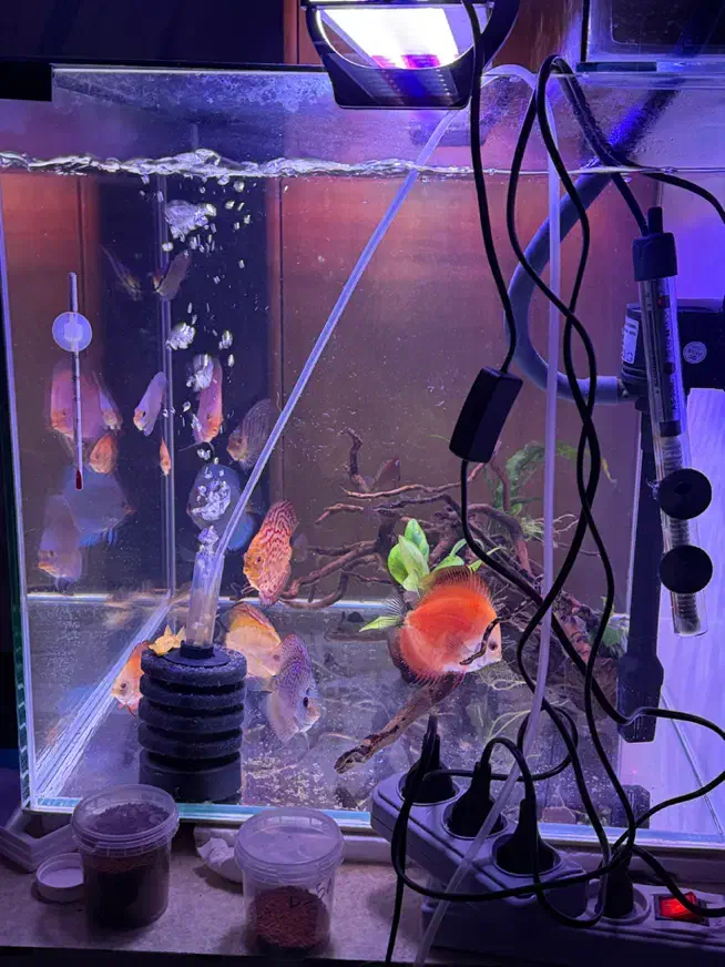 اکواریوم +۱۲دیسکس|ماهی|کرمان, |دیوار