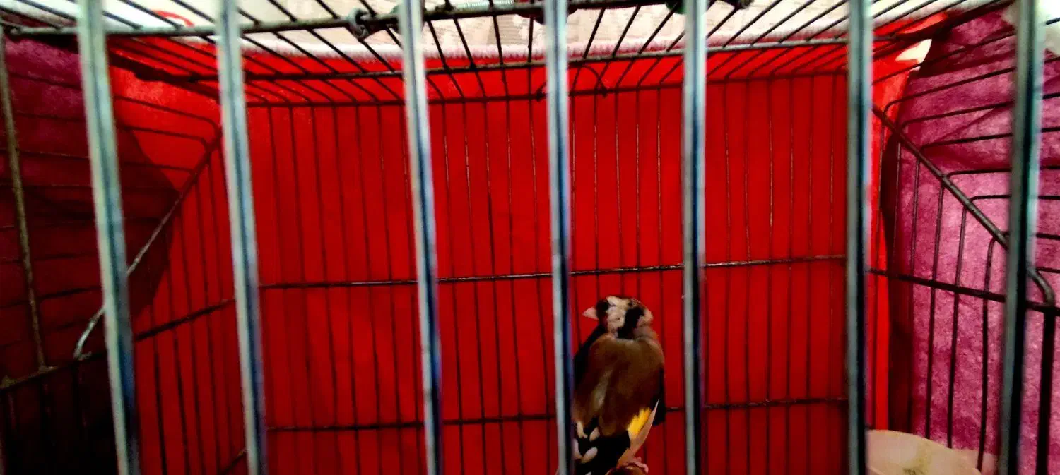 سهر|پرنده|سرپل ذهاب, |دیوار