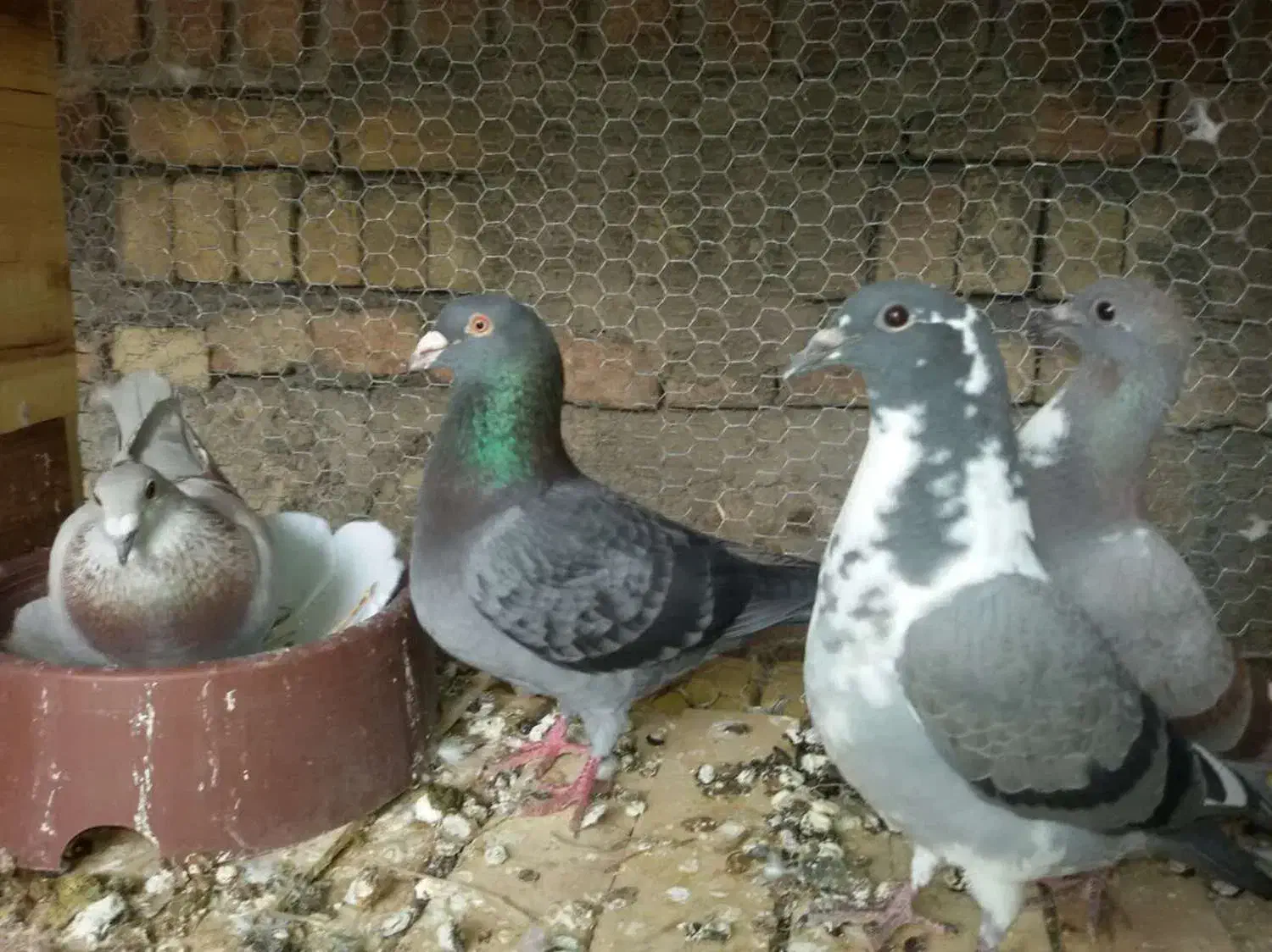 جوجه کبوتر مسافتی پلاکی آتم کفتر|پرنده|ارومیه, |دیوار