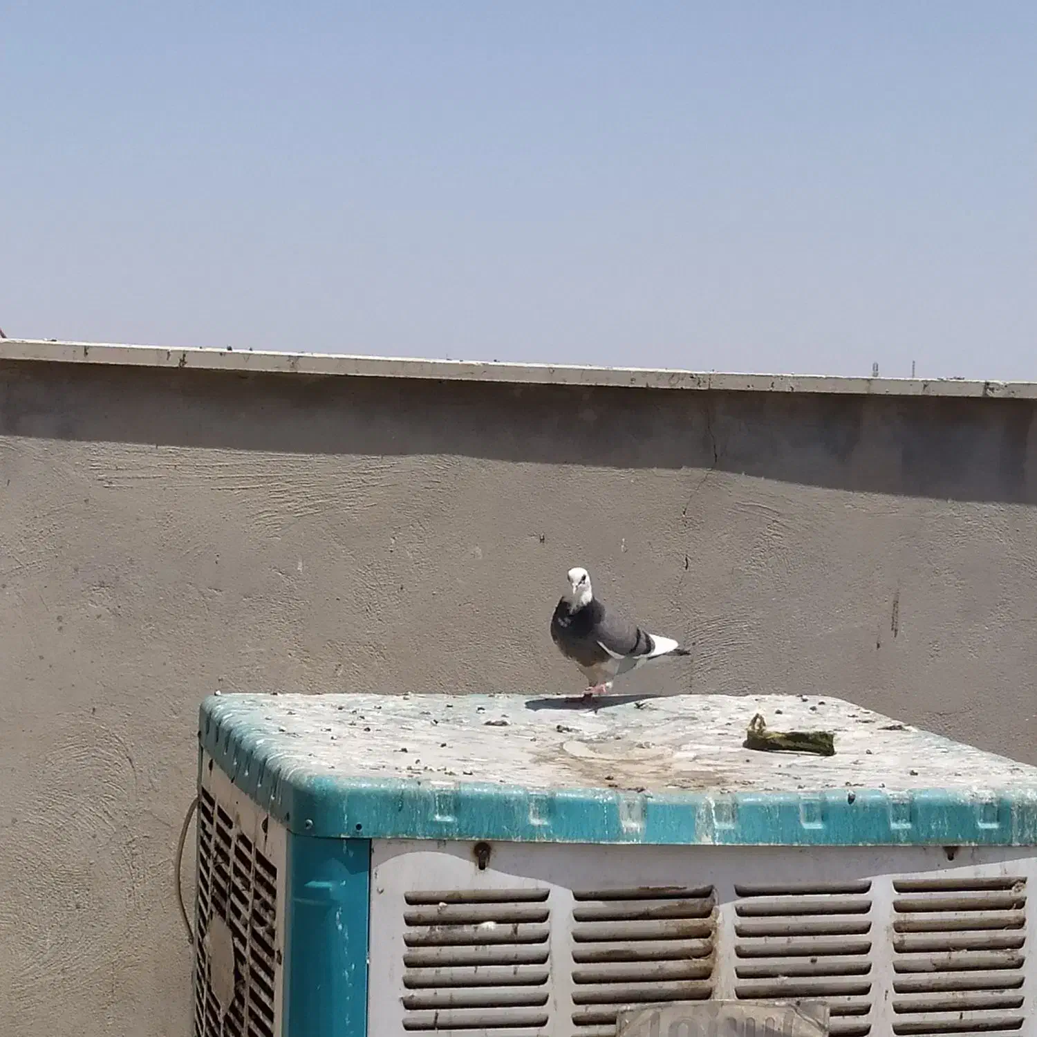 کفتر یکجا|پرنده|قم, جمکران|دیوار