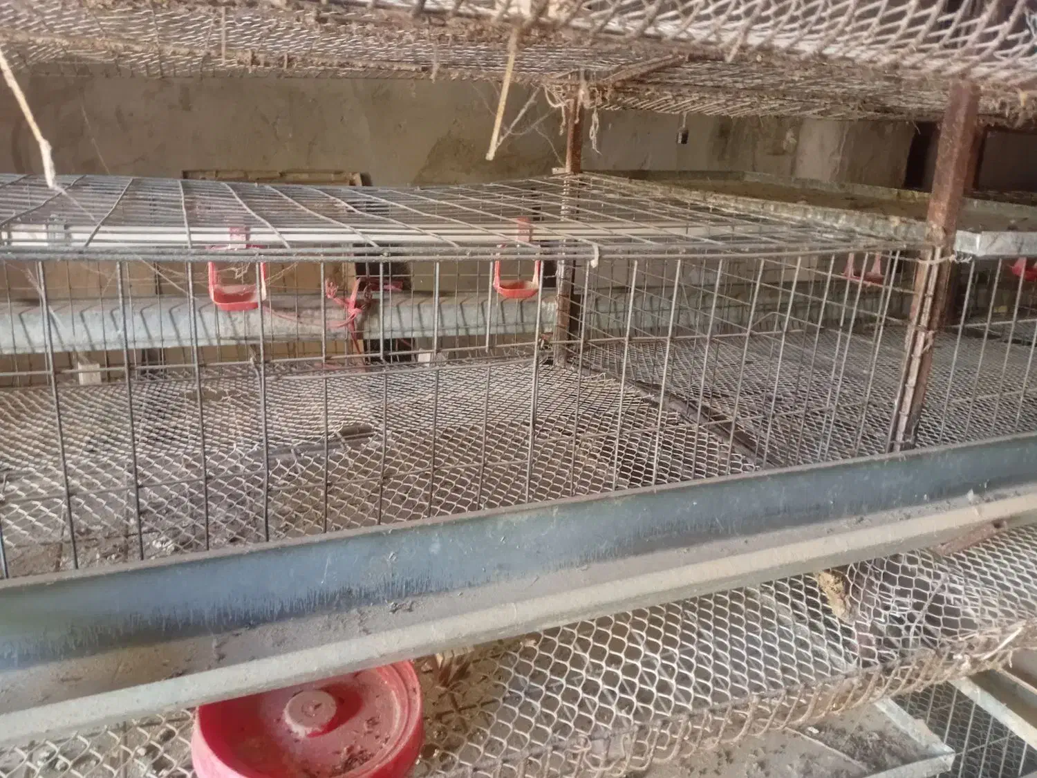 قفس دو طرفه ۴طبقه کبک و بلدرچین ومرغ|لوازم جانبی حیوانات|فردوس (خراسان), |دیوار