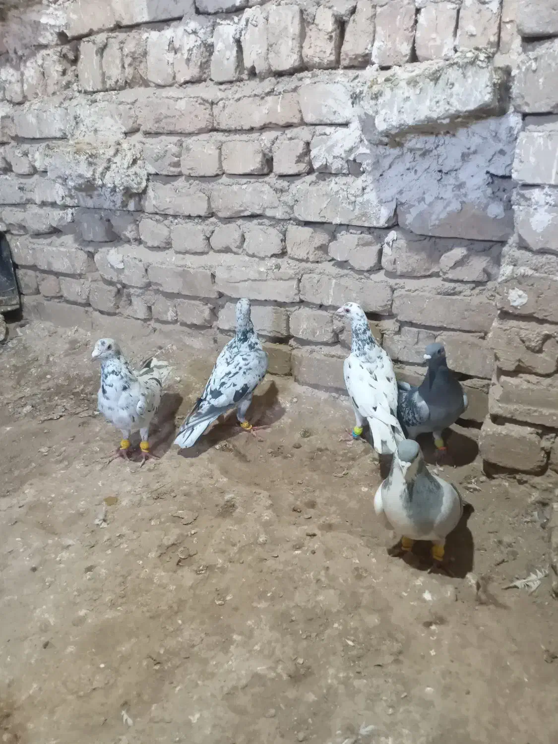 کفتر هفت رنگ|پرنده|الوند, |دیوار