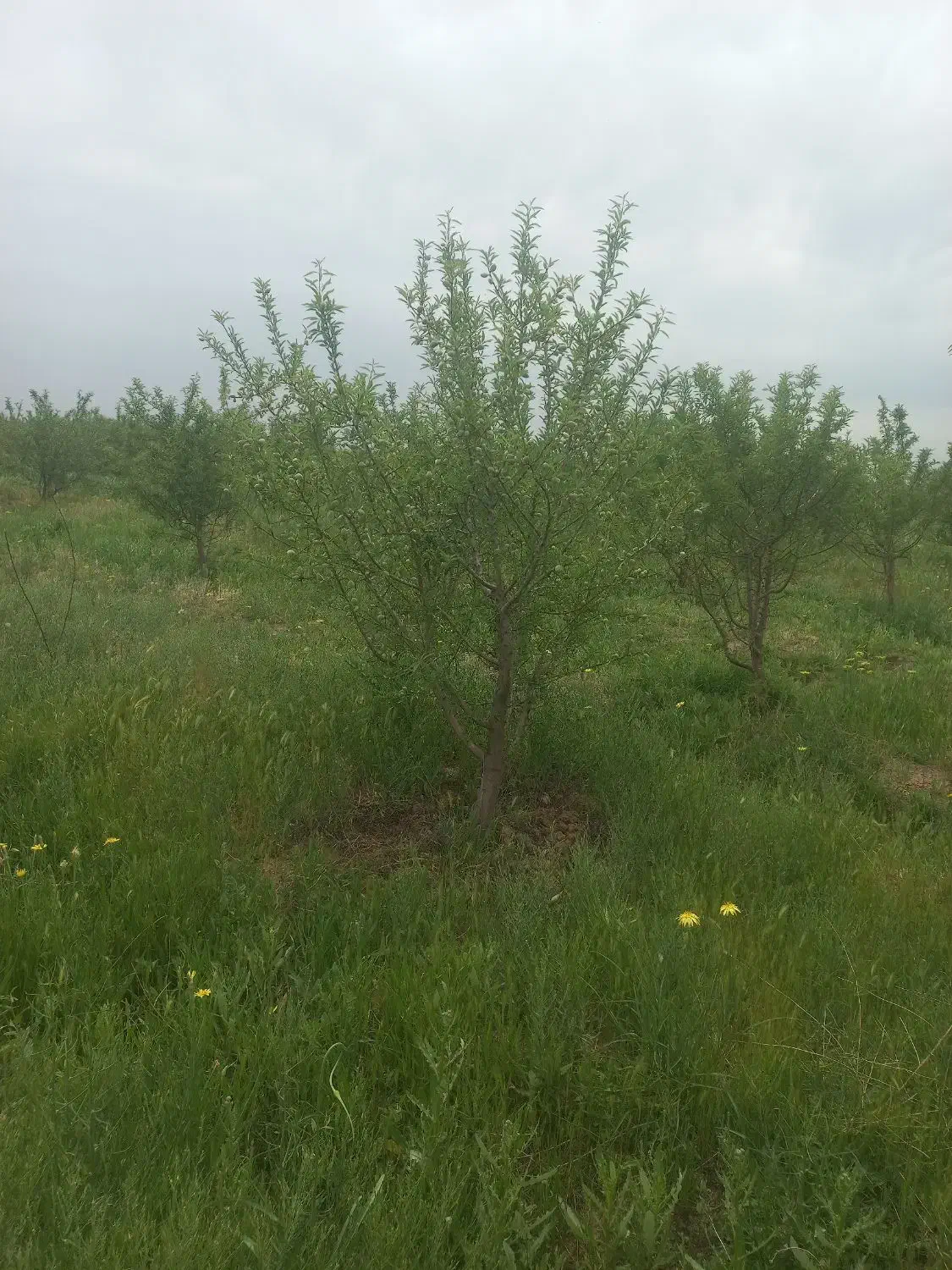 فروش باغ بادام|فروش دفتر صنعتی، کشاورزی، تجاری|دشتابی, |دیوار