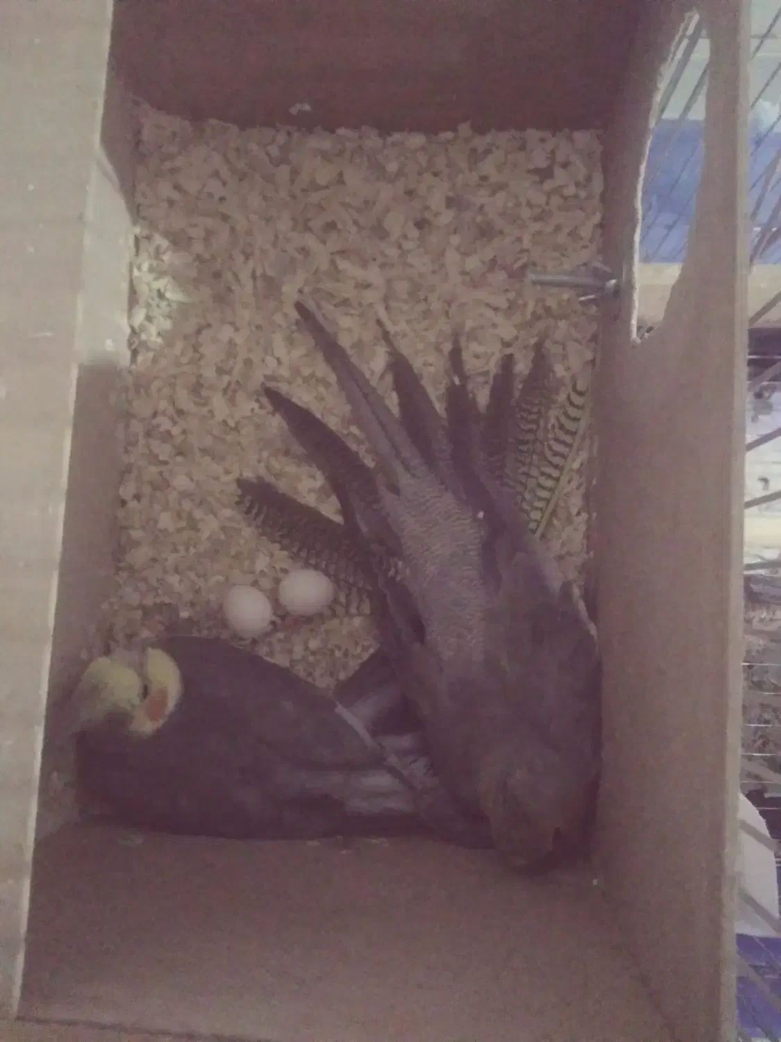 جفت‌عروس‌هلندی|پرنده|کوهبنان, |دیوار