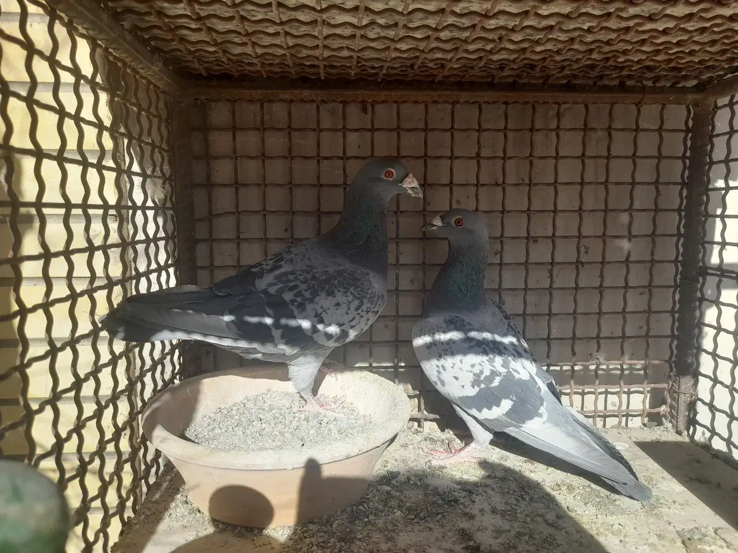 کبوتر|پرنده|مبارکه, |دیوار