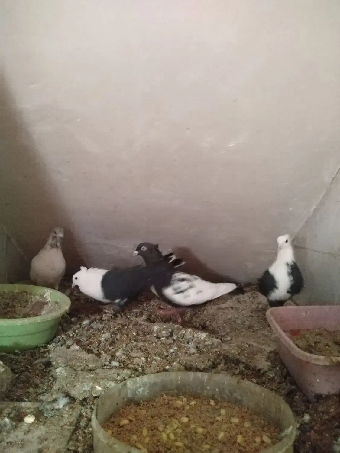 کبوتر سینه ای کربلایی کلدم|پرنده|مهدی شهر, |دیوار