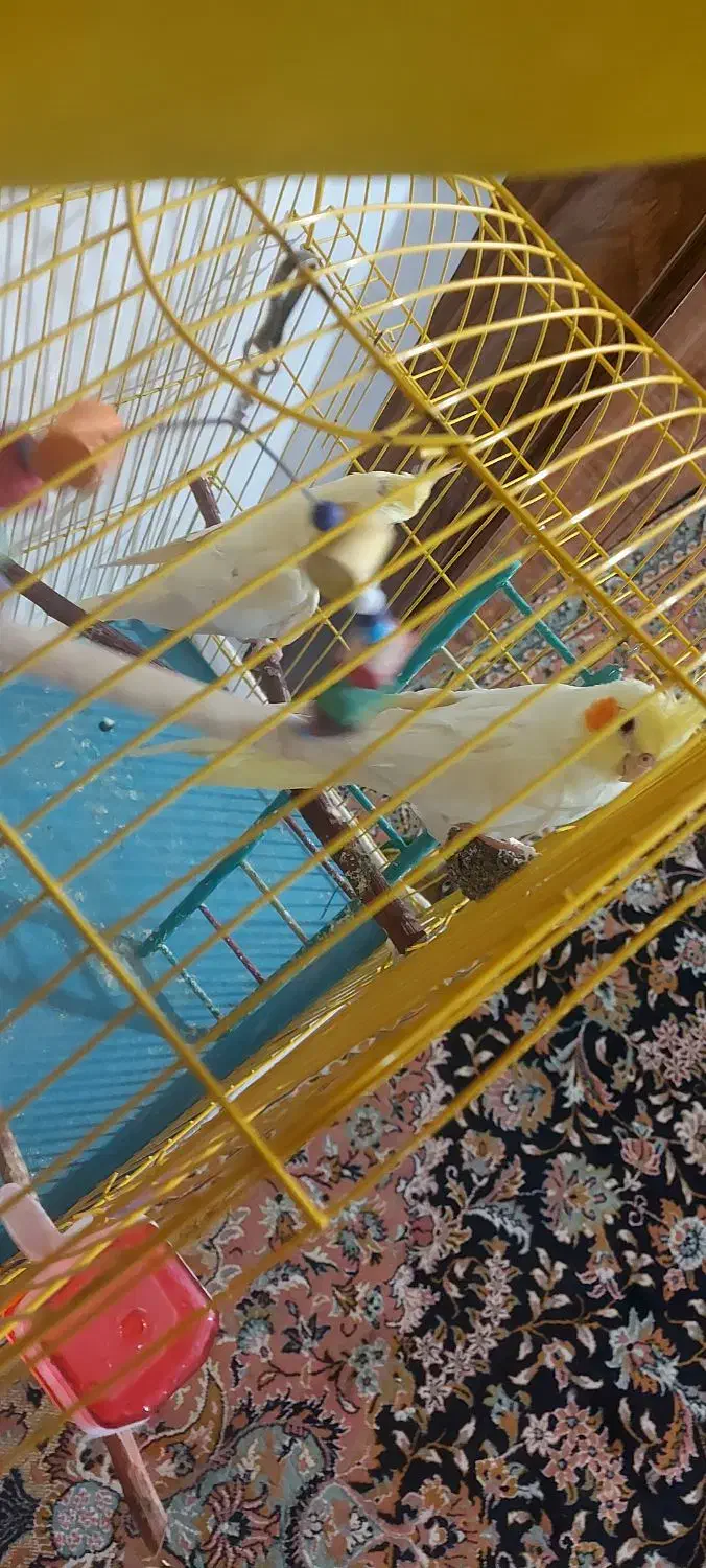 جفت عروس هلندی معاوضه با گیرینجک اهلی|پرنده|خوی, |دیوار