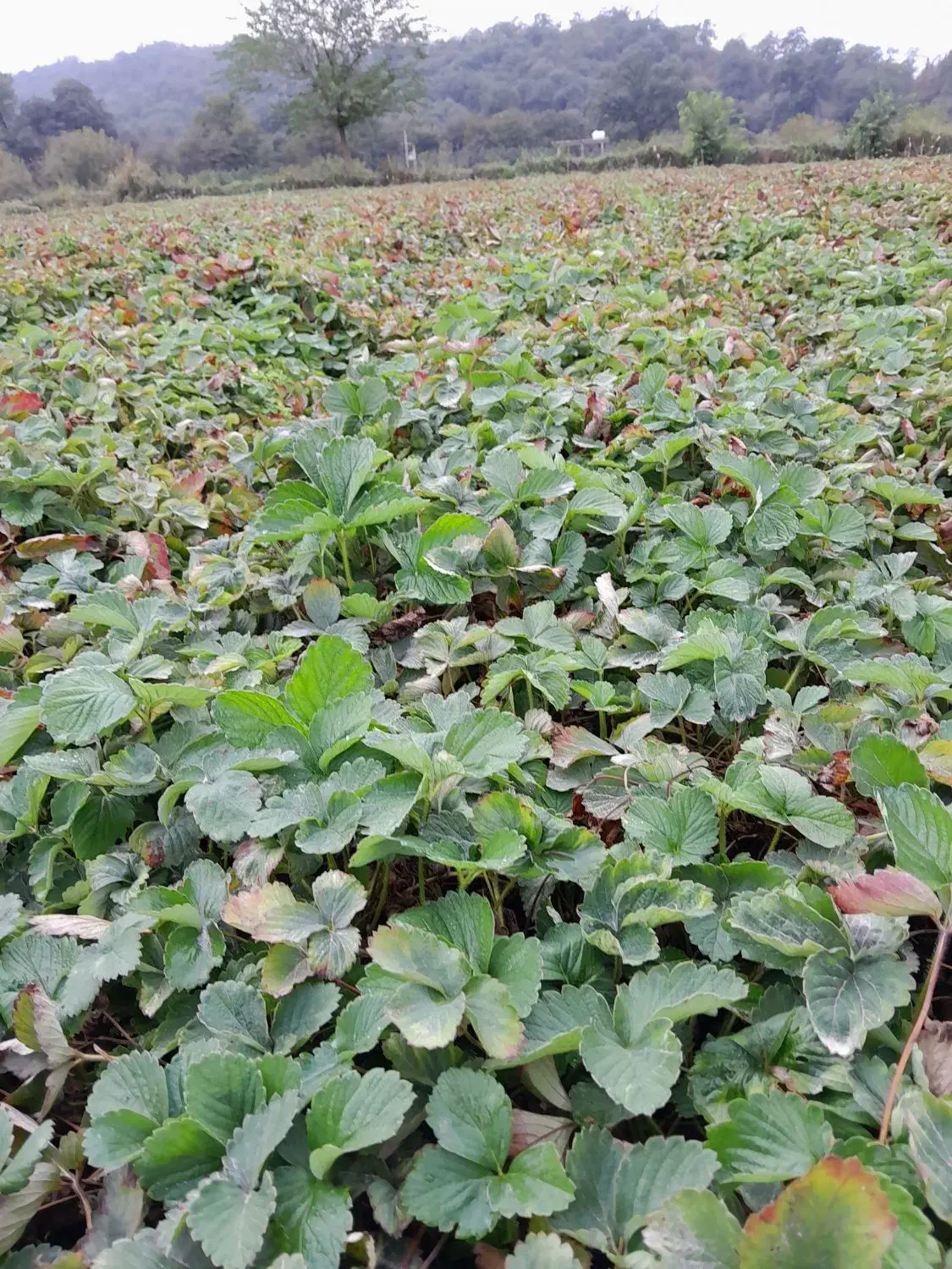 بوته توت فرنگی سابرینا دانه ای|خدمات باغبانی و درختکاری|خان ببین, |دیوار