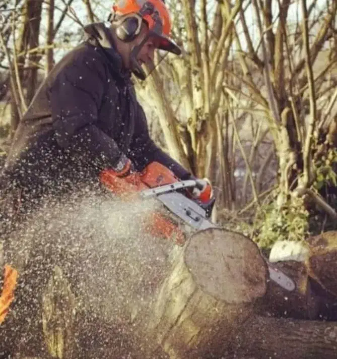 برش نخل درختان باغی و تنه درختان هرس و پاکن|خدمات باغبانی و درختکاری|شیراز, ارم|دیوار