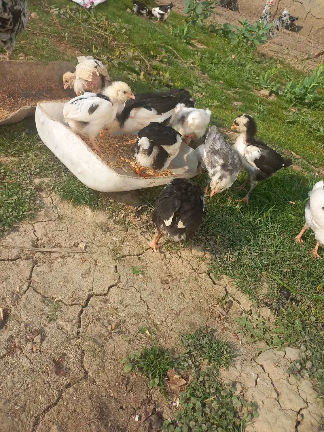 مرغ گلین  قلم سیاه خال  خالی ریشو باجوجه|حیوانات مزرعه|بهنمیر, |دیوار