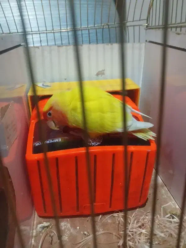 کوتوله برزیلی|پرنده|ایلخچی, |دیوار