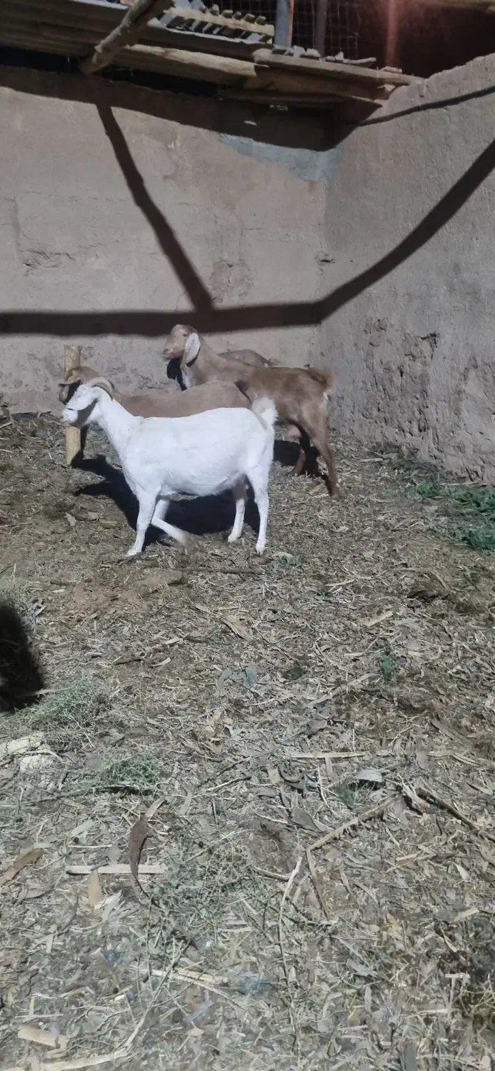 بز جوان دورگ|حیوانات مزرعه|یزد, |دیوار