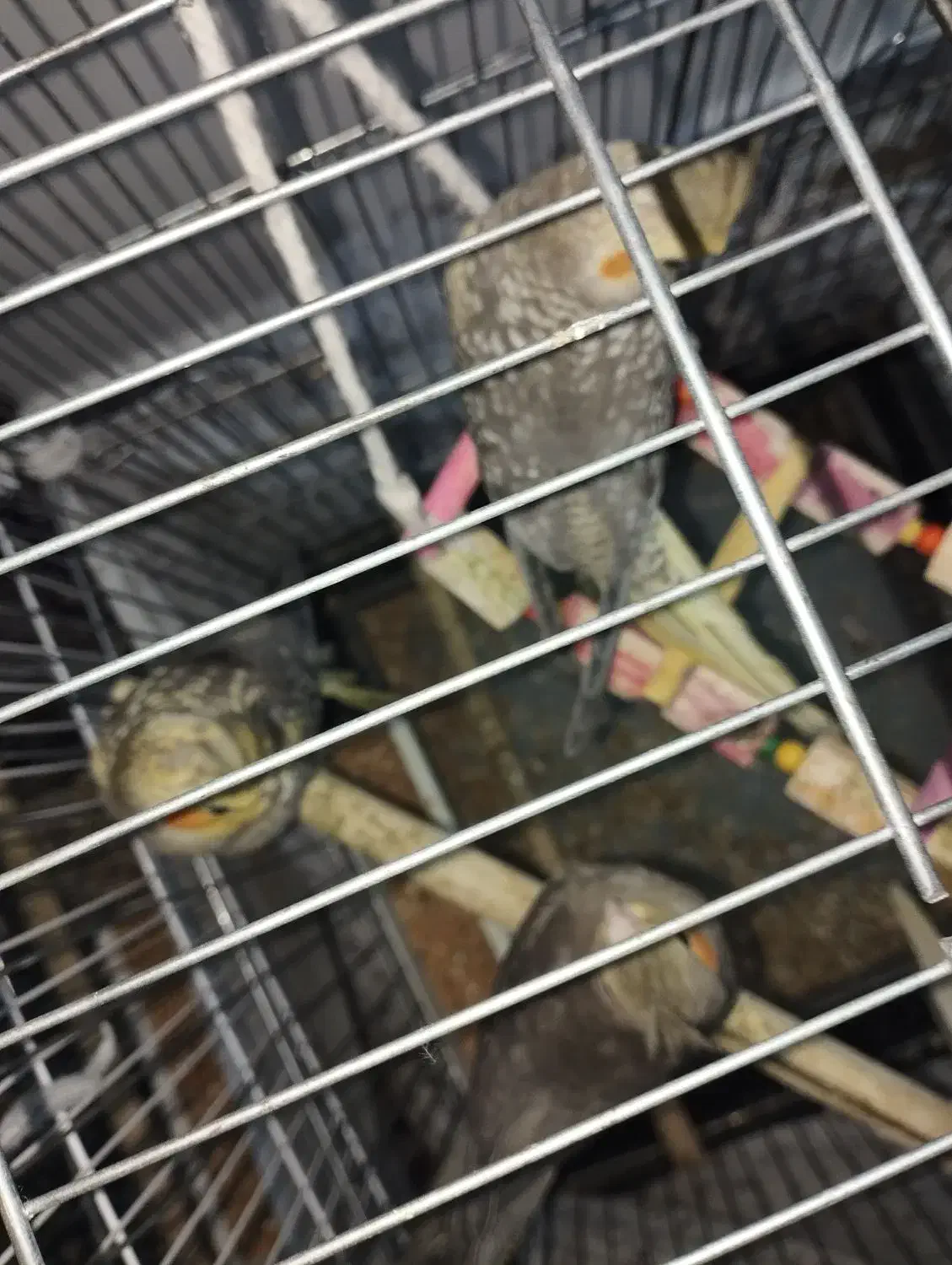 عروس هلندی قیمت مقطود|پرنده|کرج, خلج آباد|دیوار