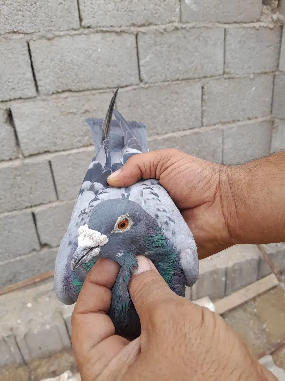 پلاکی عربستان|پرنده|بردخون, |دیوار