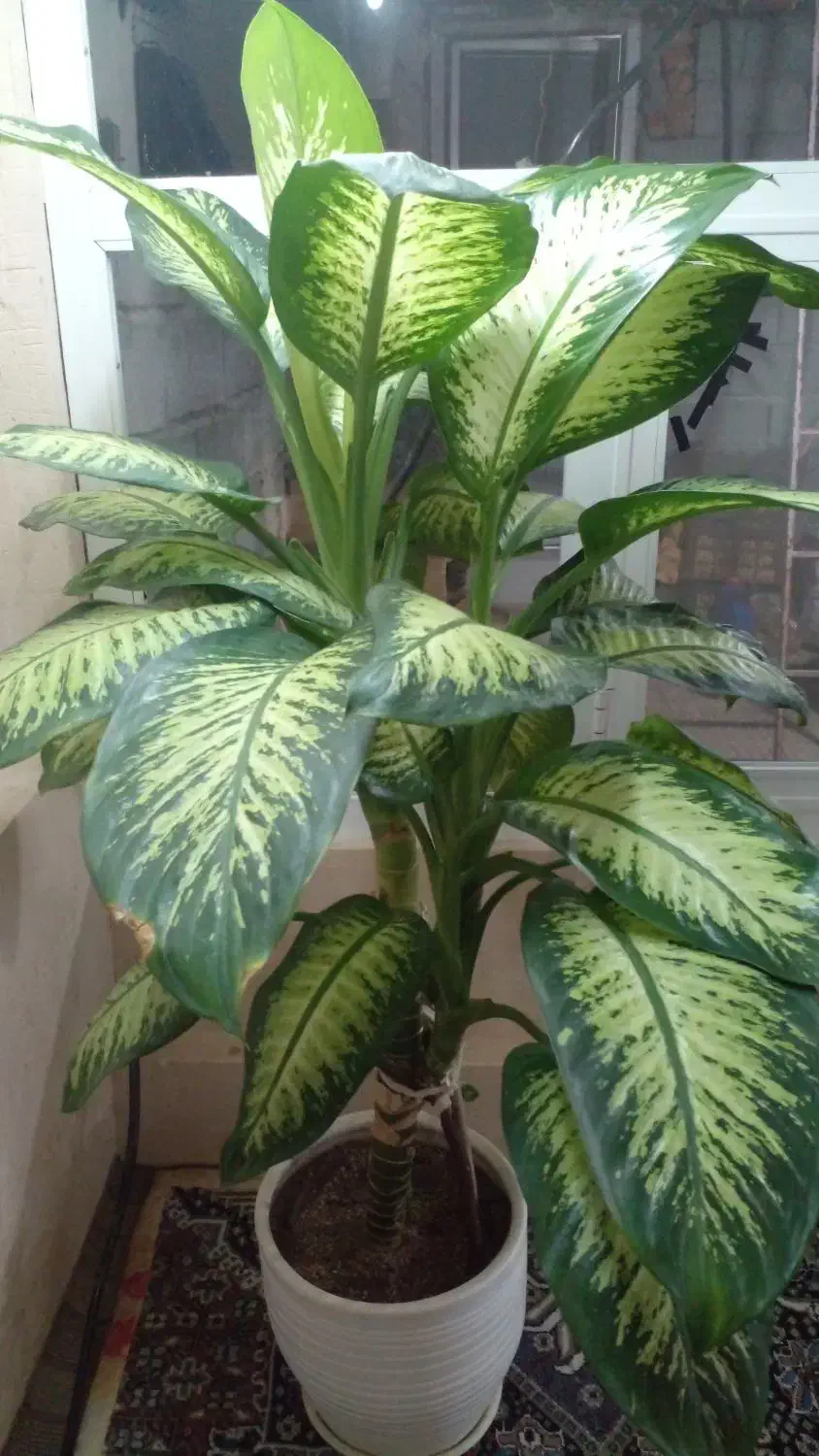 گل وگیاه|گل و گیاه طبیعی|مراغه, |دیوار