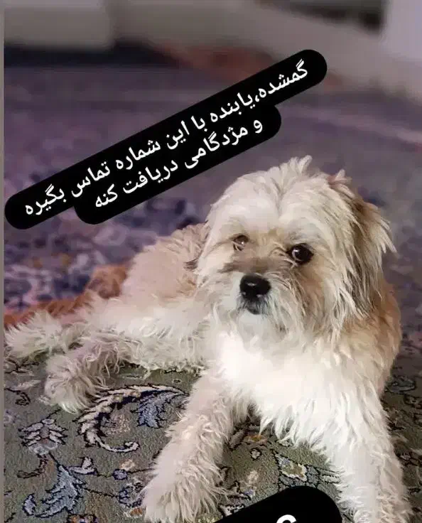 سگ گمشده|حیوانات|نسیمشهر, |دیوار